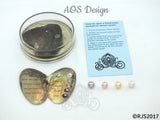 Pick A Pearl Oyster Mussel Mollusk Kit Freshwater Pearl Wish Pearl Take Home Epcot Pearl For Pearl Cage Round to Near Round