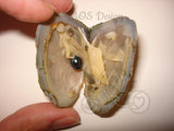 Pick A Pearl Oyster Mussel Mollusk Kit Freshwater Pearl Wish Pearl Take Home Epcot Pearl For Pearl Cage Round to Near Round